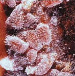 Cochenille,Dactylopius coccus,E120,additif