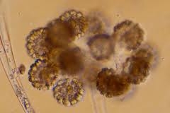 Cochenille,Dactylopius coccus,E120,additif